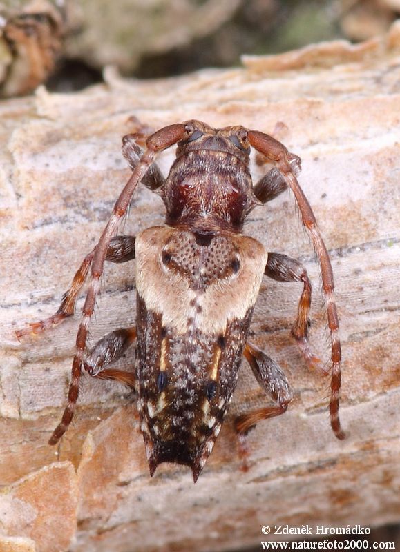 tesařík, Pogonocherus hispidus, Cerambycidae, Pogonocherini (Brouci, Coleoptera)